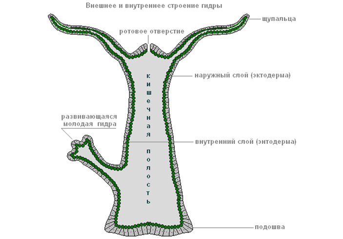 Кракен прямая ссылка